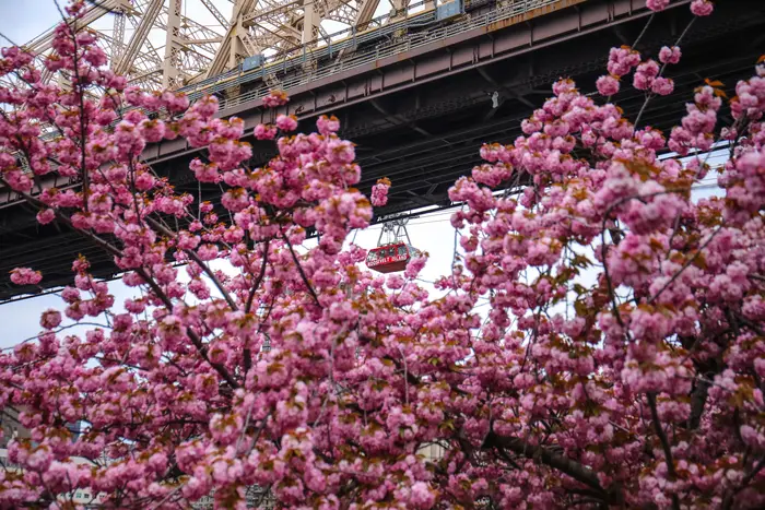 cherry blossoms and a tram on roosevelt island